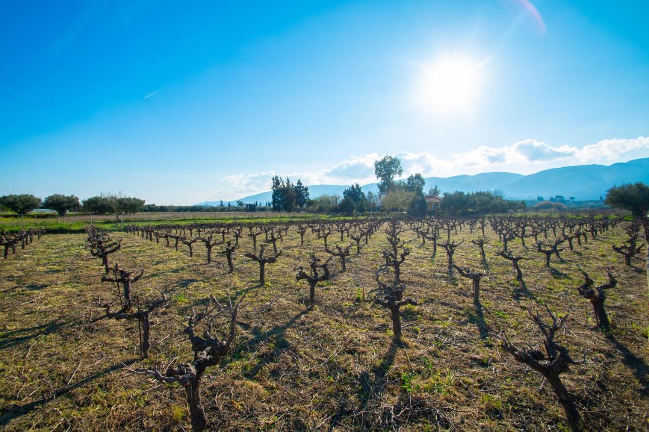 Loukas Farm House Agios Kirikos  ภายนอก รูปภาพ